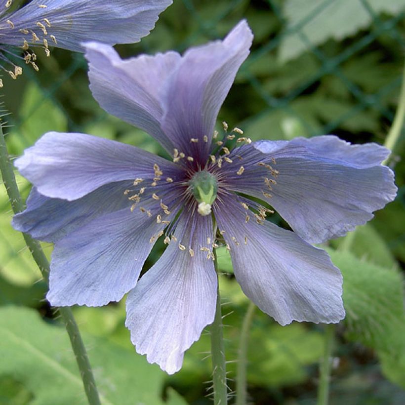 Pavot, Meconopsis horridula (Floraison)