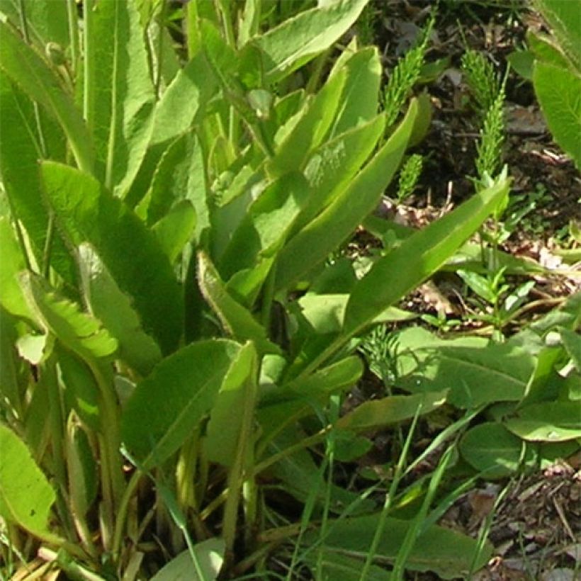Pavot, Meconopsis sheldonii (Feuillage)