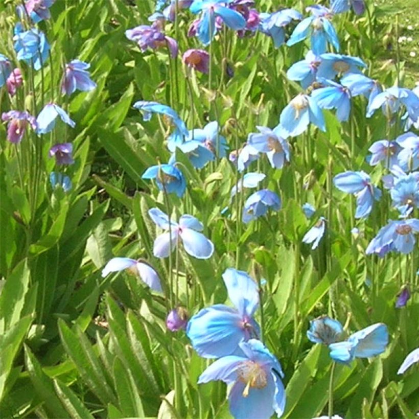 Pavot, Meconopsis sheldonii (Floraison)