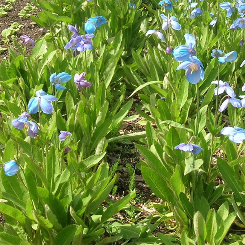 Pavot, Meconopsis sheldonii (Port)