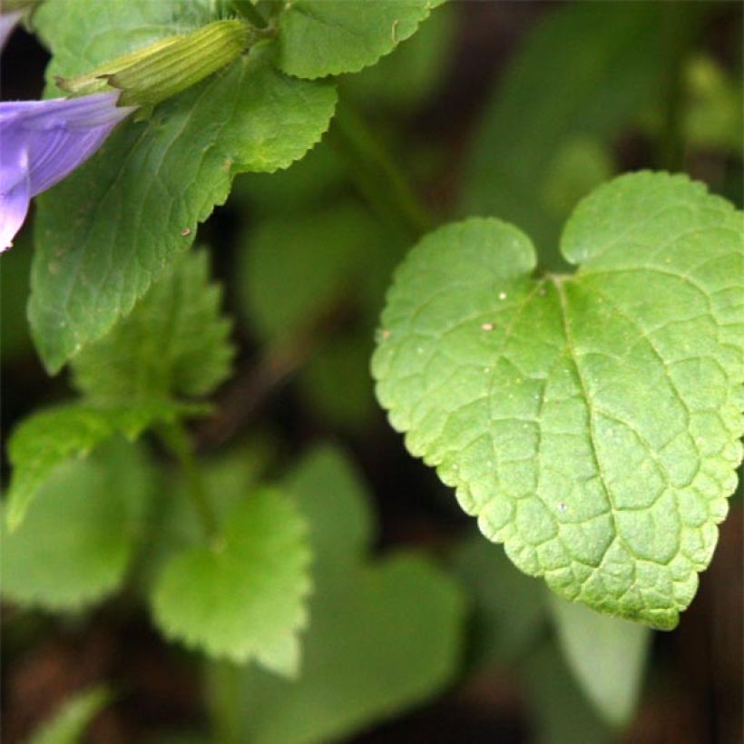 Meehania urticifolia (Feuillage)