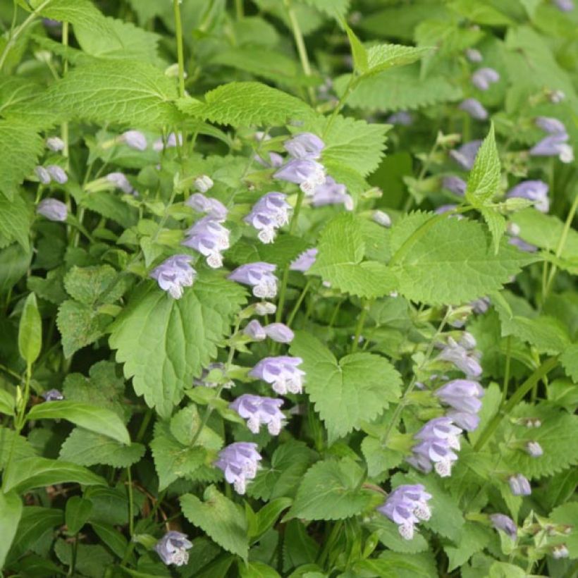 Meehania urticifolia (Floraison)