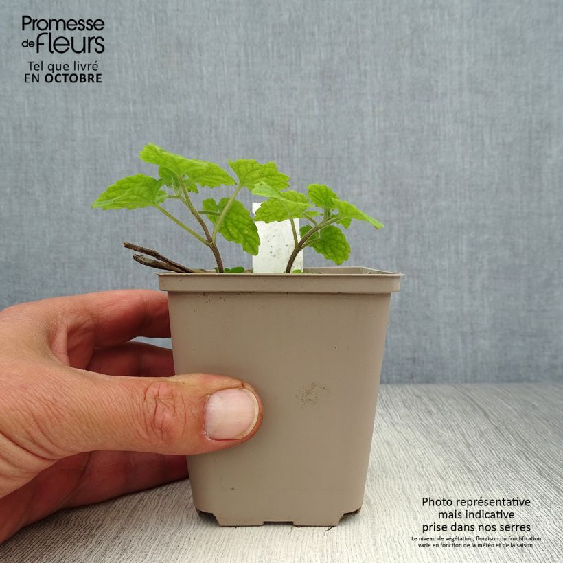 Spécimen de Meehania urticifolia Godet de 8/9 cm tel que livré en automne