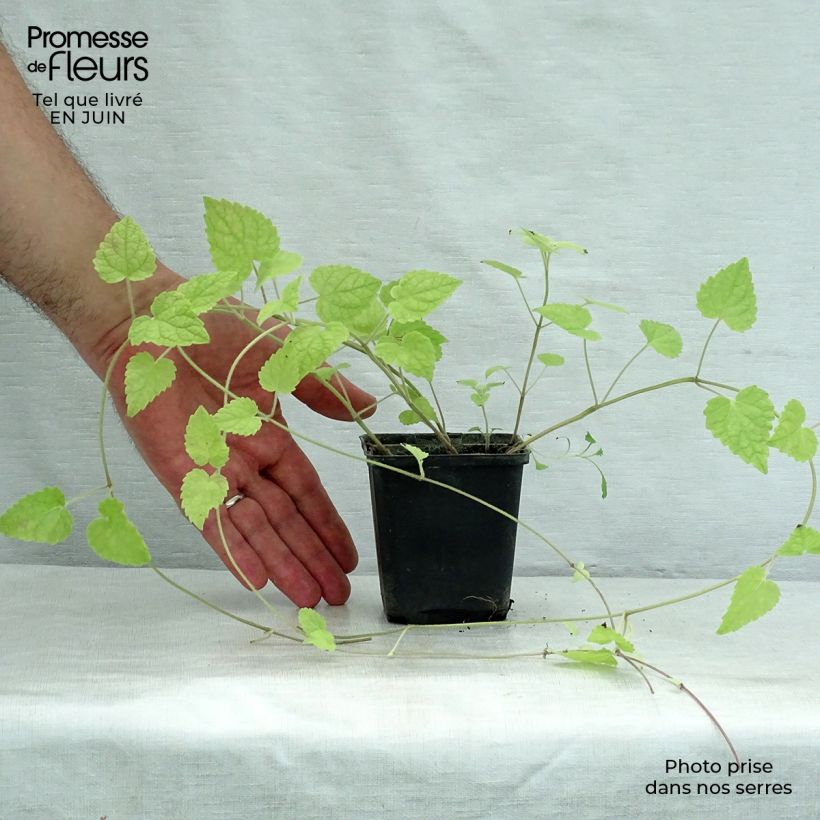 Spécimen de Meehania urticifolia Godet de 8/9 cm tel que livré en été