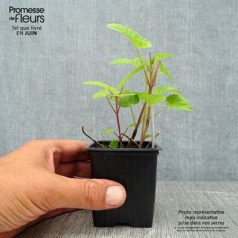 Spécimen de Meehania urticifolia Japan Blau Godet de 8/9 cm tel que livré en été