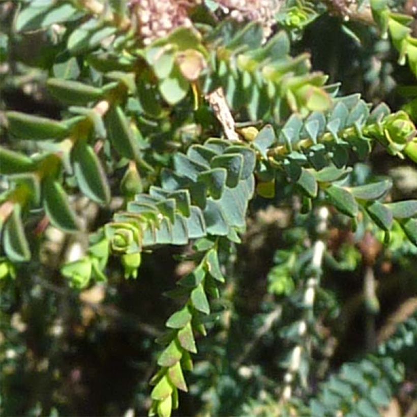 Melaleuca gibbosa (Feuillage)
