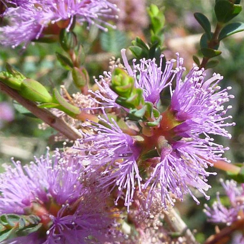 Melaleuca gibbosa (Floraison)