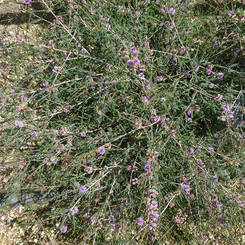 Melaleuca gibbosa (Port)