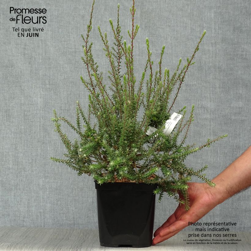 Spécimen de Melaleuca squamea - cajeputier squameux Pot de 3L/4L tel que livré en été