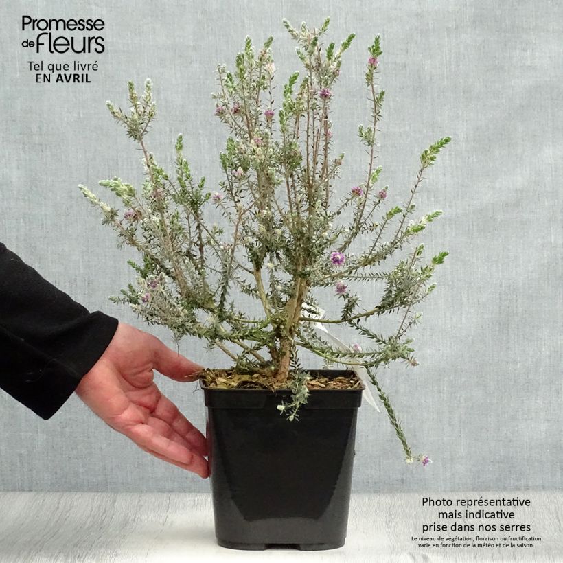 Spécimen de Melaleuca squamea - cajeputier squameux Pot de 3L/4L tel que livré au printemps