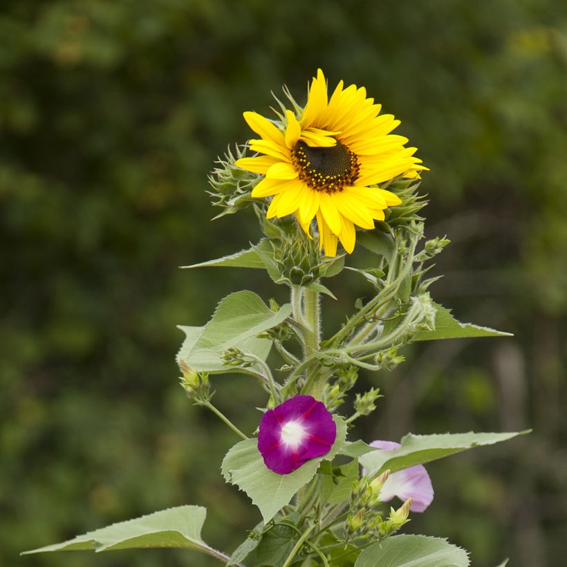 Mélange de fleurs brise-vue (tournesols et grimpantes) (Floraison)