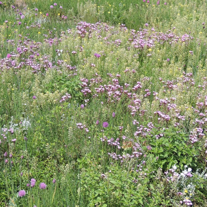 Mélange de fleurs vivaces couvre-sol, pour sols secs et superficiels (Port)