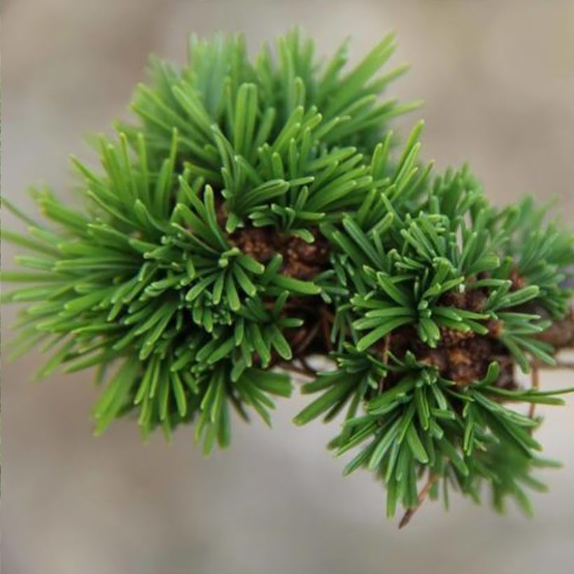 Mélèze - Larix decidua Krejci (Feuillage)