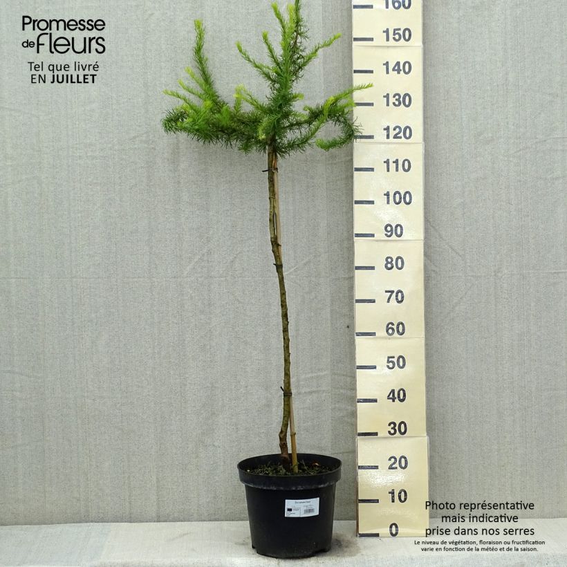 Spécimen de Mélèze du Japon tortueux - Larix kaempferi Diana                           Pot de 12L/15L, Tige tel que livré en été