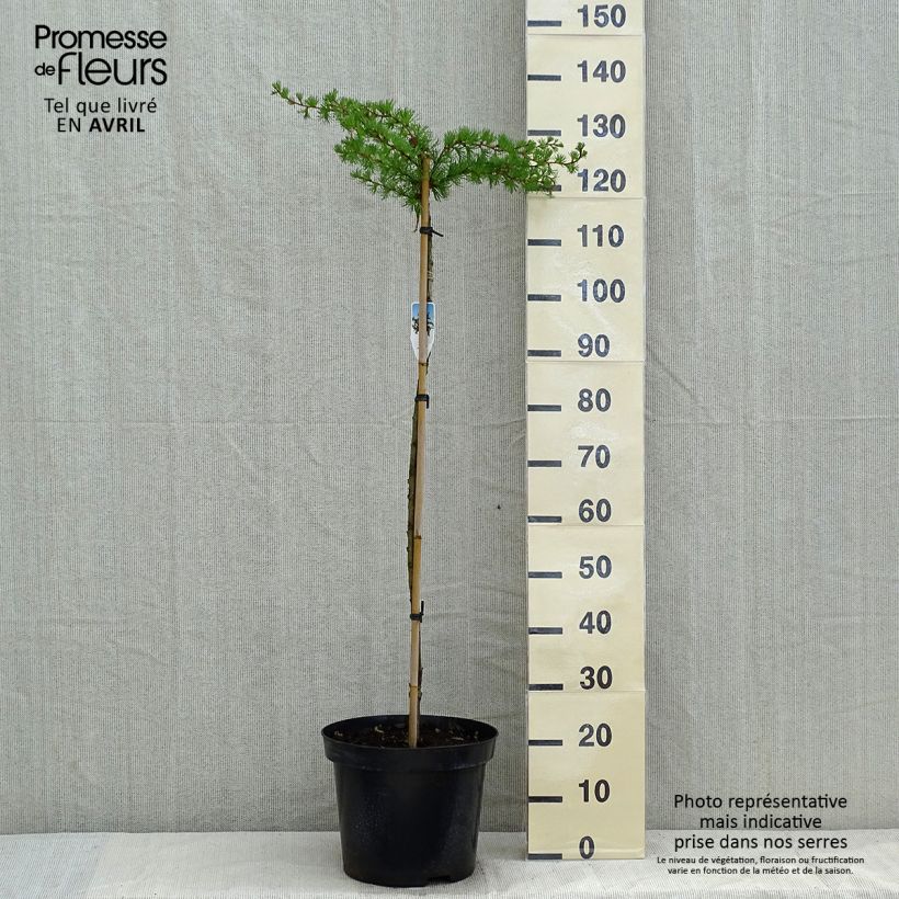 Spécimen de Mélèze du Japon tortueux - Larix kaempferi Diana                           Pot de 12L/15L, TigeHauteur livrée env. 100/120cm tel que livré au printemps