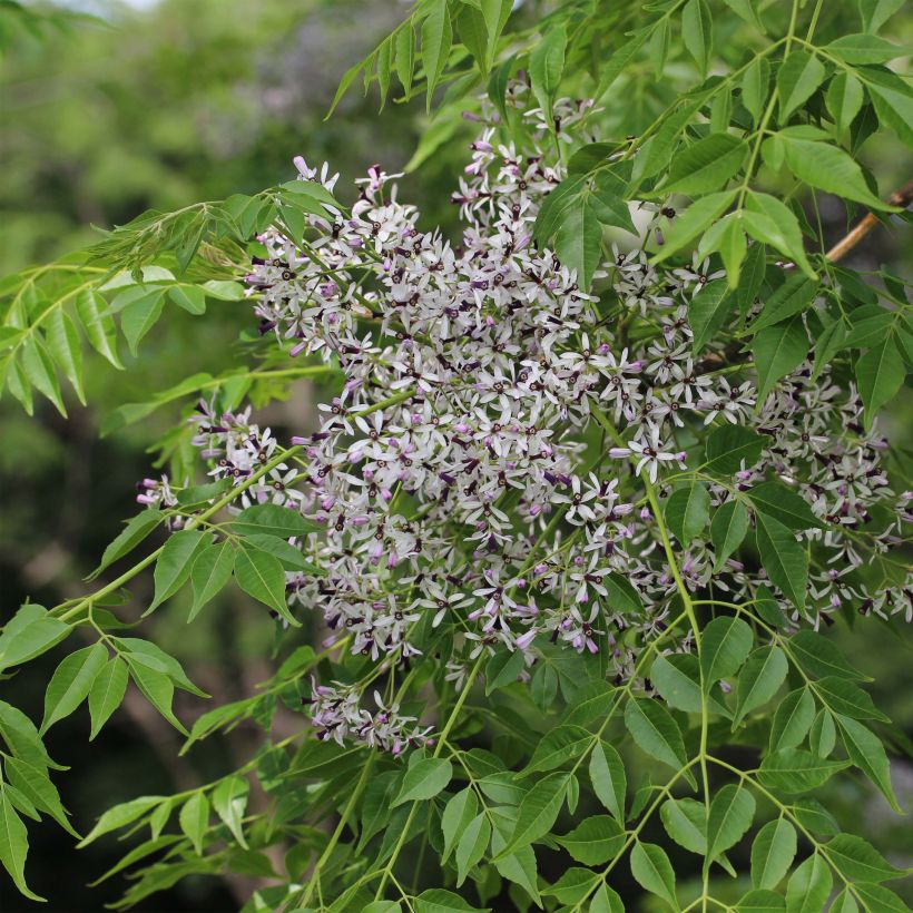 Melia azedarach - Margousier (Floraison)