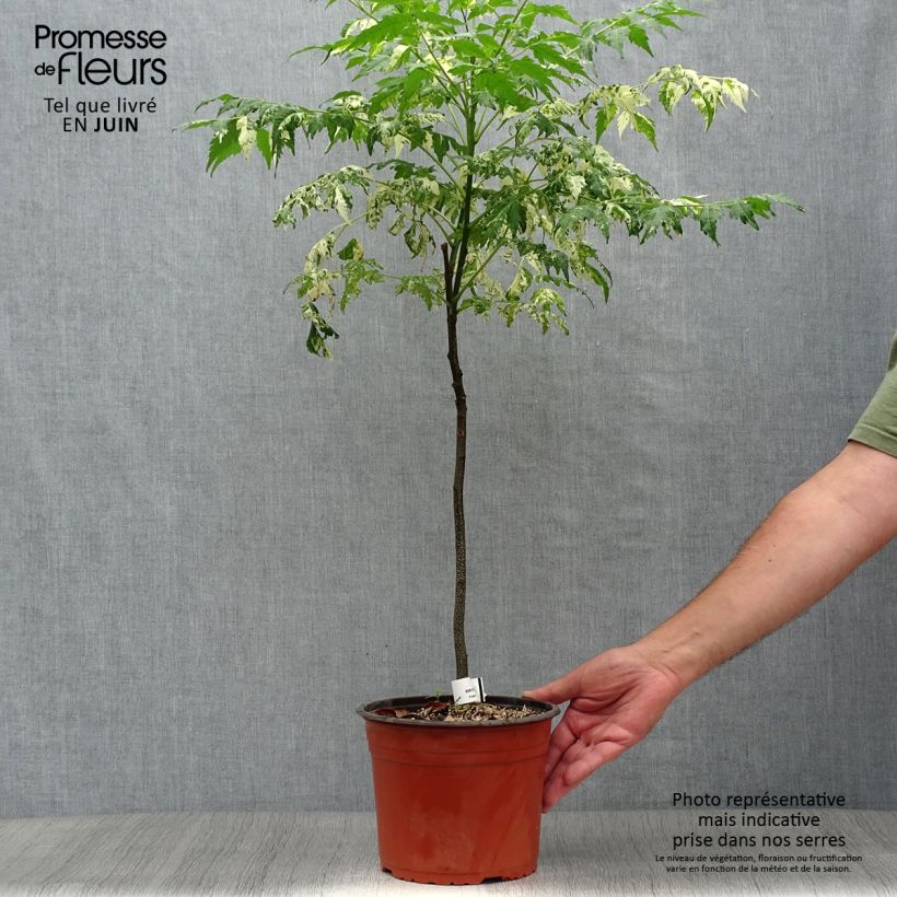 Spécimen de Melia azedarach Jade Snowflake - Margousier panaché Pot de 2L/3L tel que livré en été