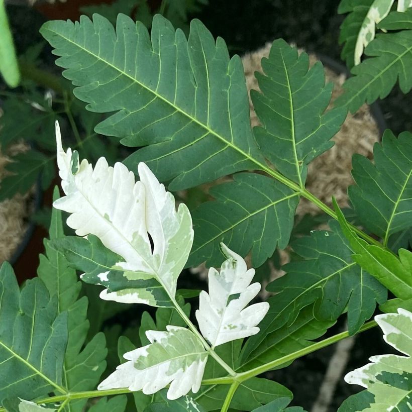 Melia azedarach Jade Snowflake - Margousier panaché (Feuillage)