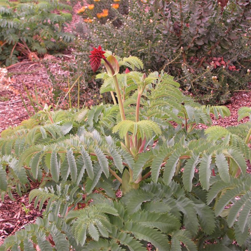 Melianthus major - Grande mélianthe (Port)