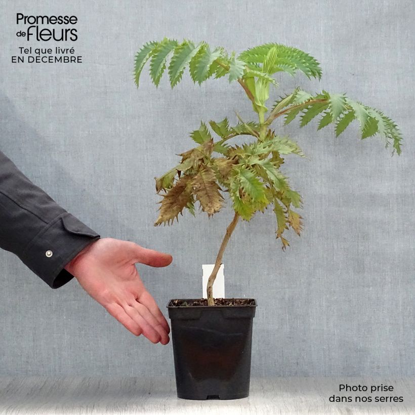 Spécimen de Melianthus major - Grande mélianthe tel que livré en hiver