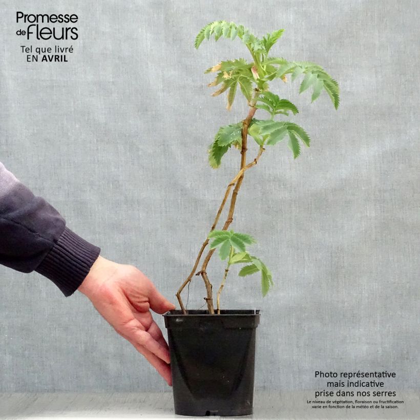 Spécimen de Melianthus major - Grande mélianthe - Pot de 2L/3L tel que livré au printemps