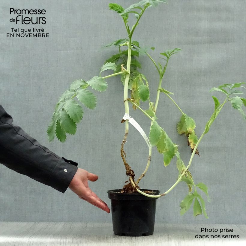 Spécimen de Melianthus major - Grande mélianthe tel que livré en automne