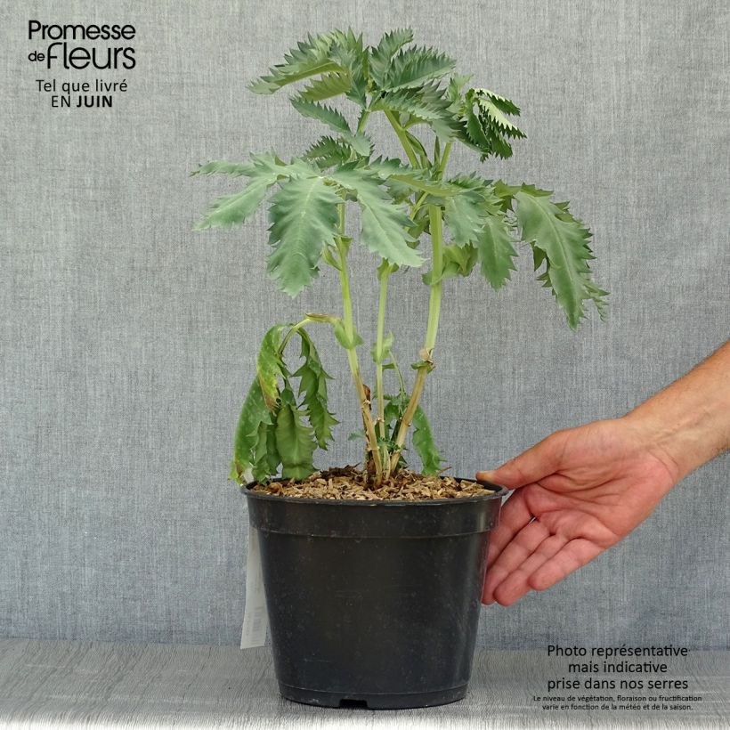 Spécimen de Melianthus major - Grande mélianthe Pot de 3L/4L tel que livré en été
