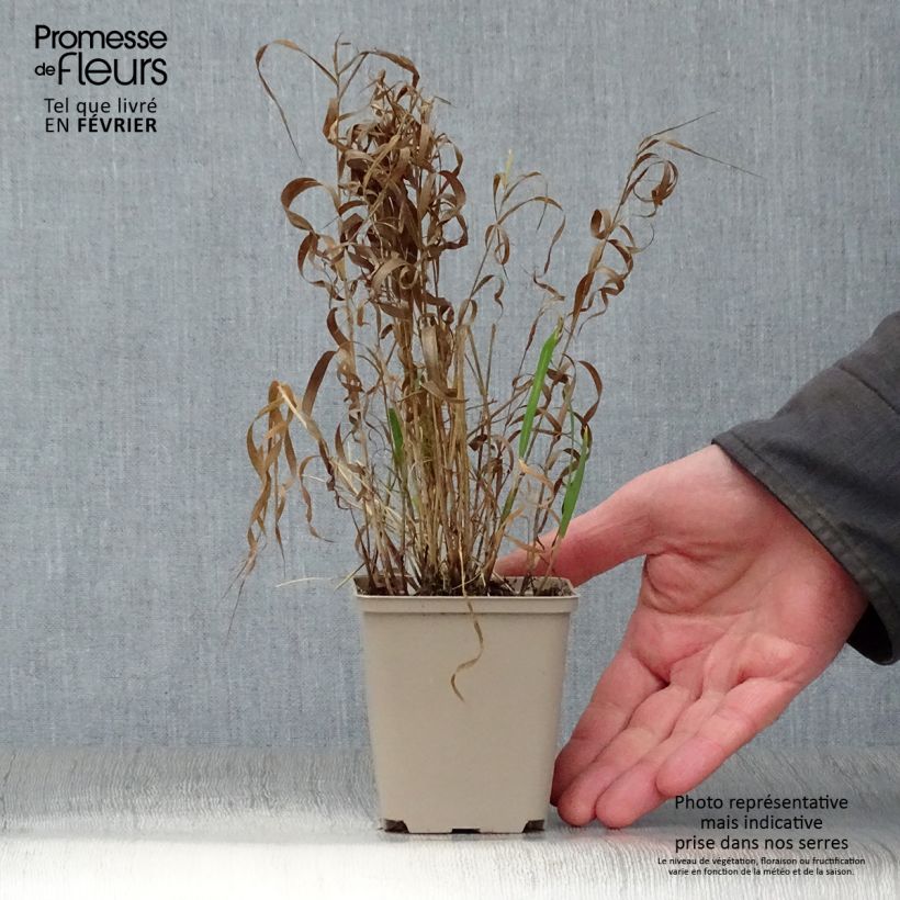 Spécimen de Melica altissima Atropurpurea - Mélique élevée tel que livré en hiver