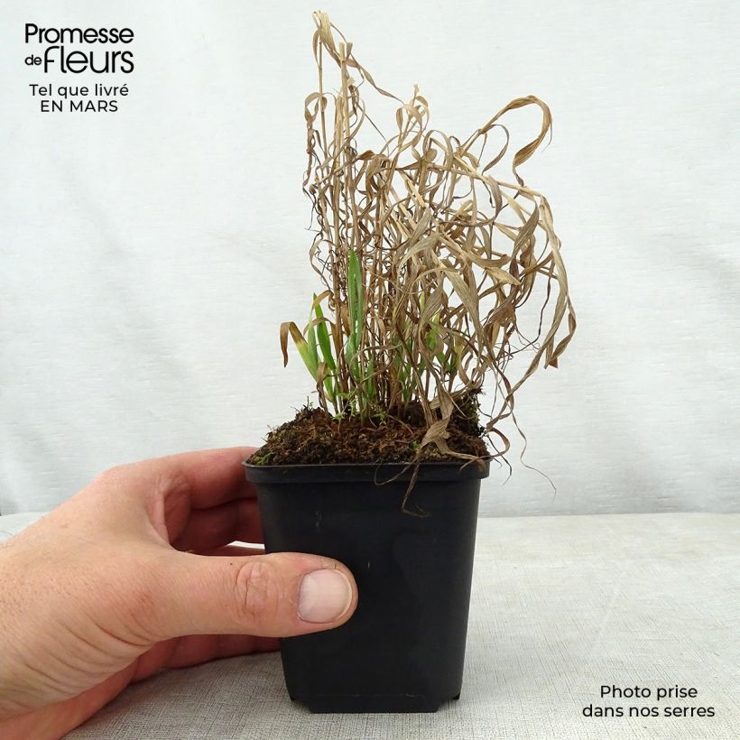 Spécimen de Melica altissima Atropurpurea - Mélique élevée en godet de 9 cm  tel que livré au printemps