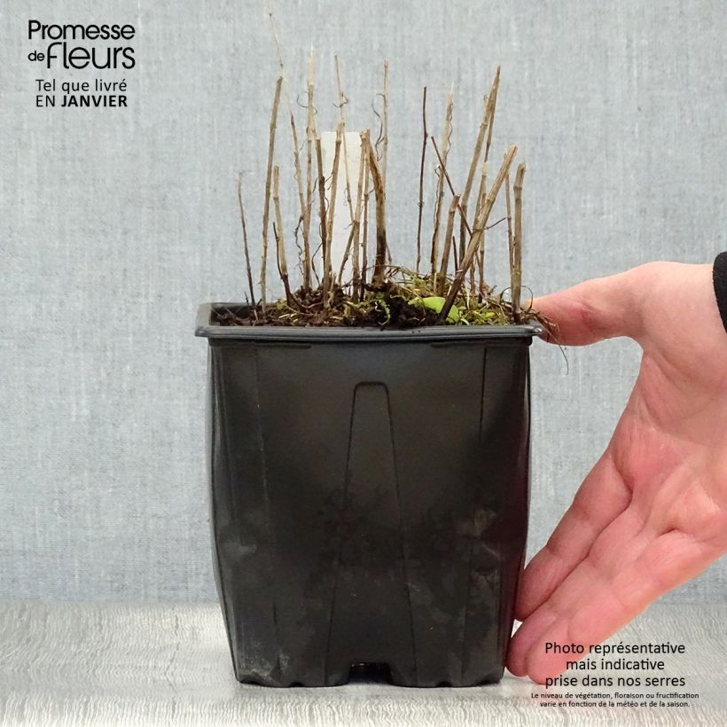 Spécimen de Melica altissima Atropurpurea - Mélique élevée tel que livré en hiver
