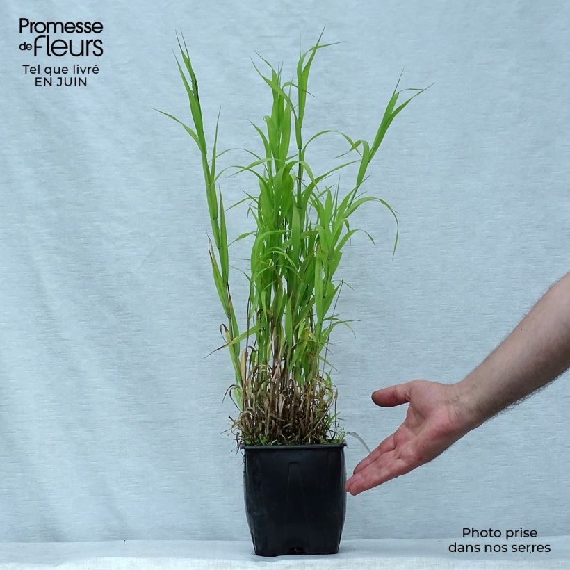 Spécimen de Melica altissima Atropurpurea - Mélique élevée Pot de 2L/3L tel que livré en été