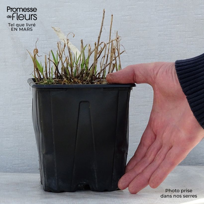 Spécimen de Melica altissima Atropurpurea - Mélique élevée en pot de 2/3 litres tel que livré au printemps