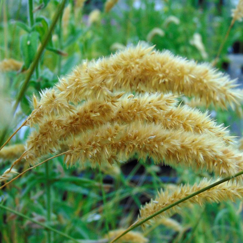 Melica ciliata - Mélique ciliée (Floraison)