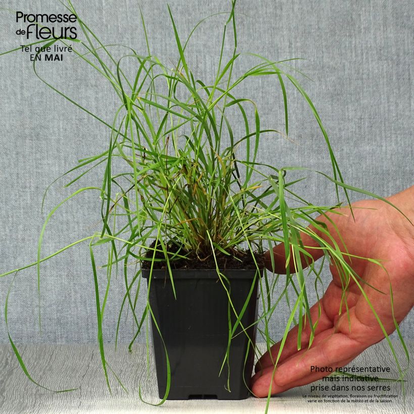 Spécimen de Melica ciliata - Mélique ciliée en godet de 9 cm tel que livré au printemps