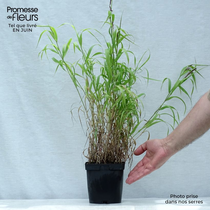 Spécimen de Melica ciliata - Mélique ciliée Pot de 2L/3L tel que livré en été