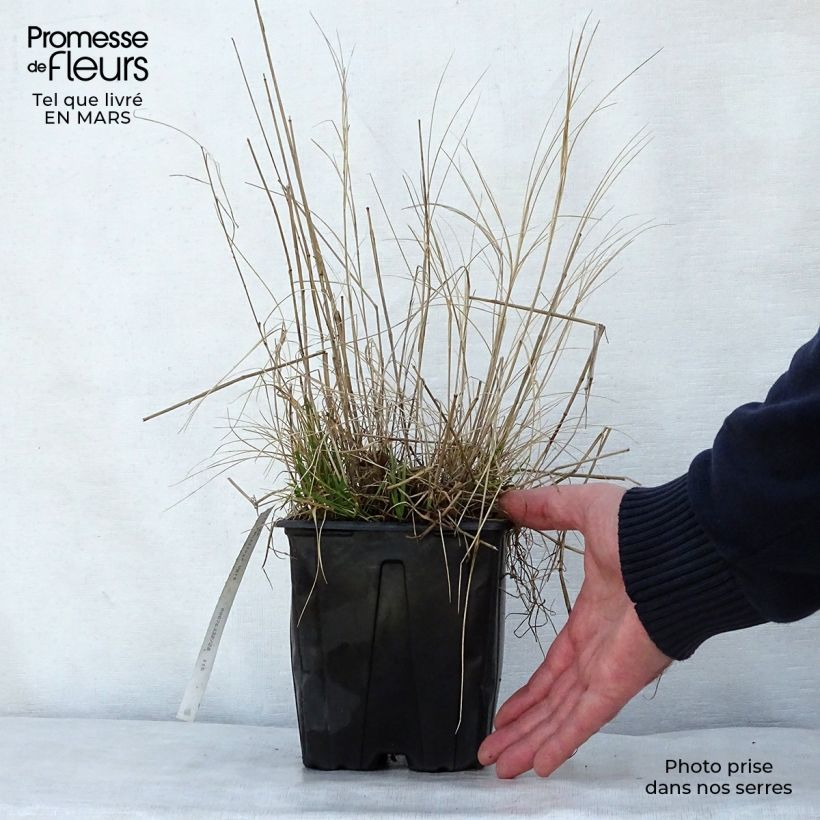 Spécimen de Melica ciliata - Mélique ciliée en pot de 2/3 litres tel que livré au printemps