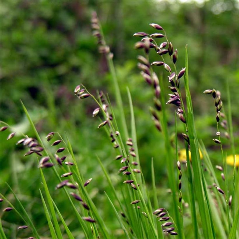 Melica nutans - Mélique penchée (Floraison)