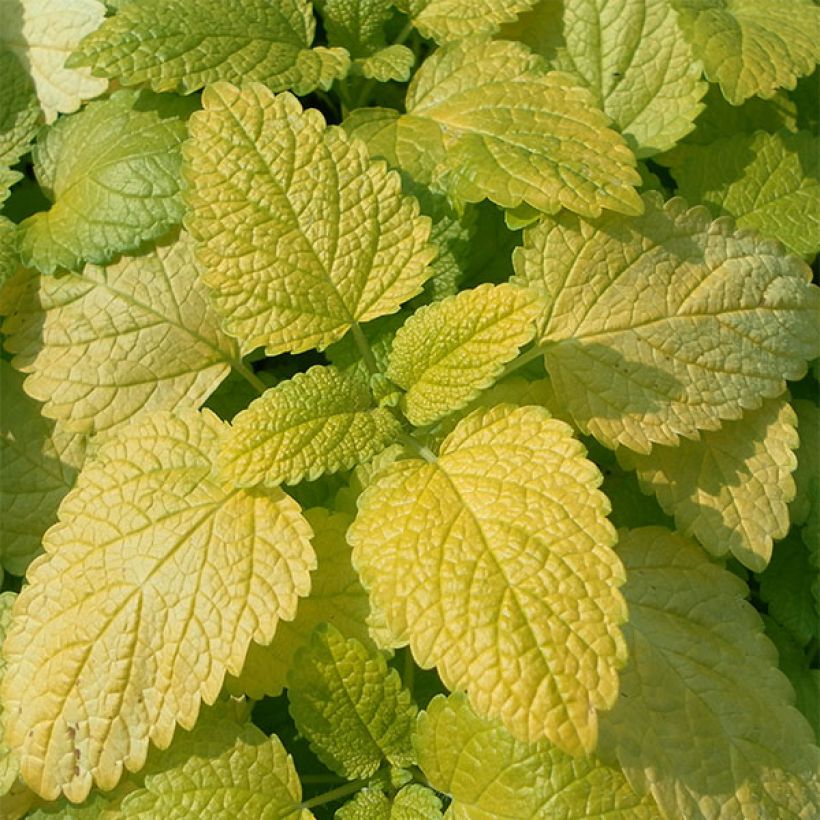 Mélisse, Melissa officinalis Aurea (Feuillage)