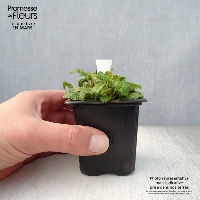 Spécimen de Mélisse, Melissa officinalis Aurea Godet de 8 cm tel que livré au printemps