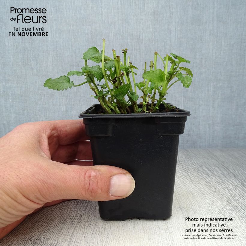 Spécimen de Mélisse citronnelle en plants tel que livré en automne