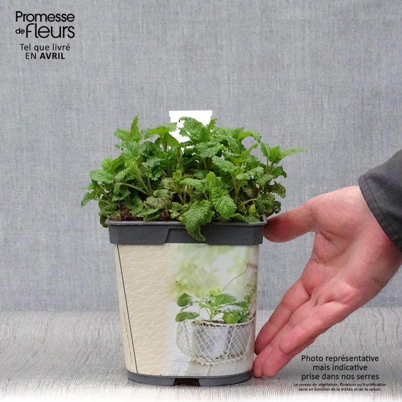Spécimen de Mélisse citronnelle en plant BIO Pot de 1L./1,5L. tel que livré au printemps