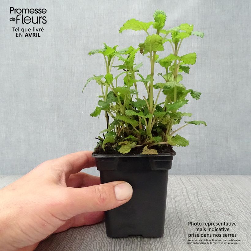 Spécimen de Mélisse citronnelle BIO en plants tel que livré au printemps