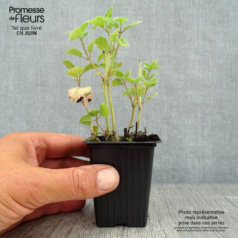 Spécimen de Mélisse goût d'orange - Melissa officinalis ssp. altissima Godet de 7/8 cm tel que livré en été