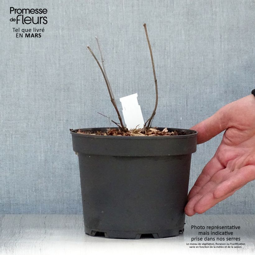 Spécimen de Mélitte, Melittis melissophyllum Alba Pot de 2L/3L tel que livré au printemps