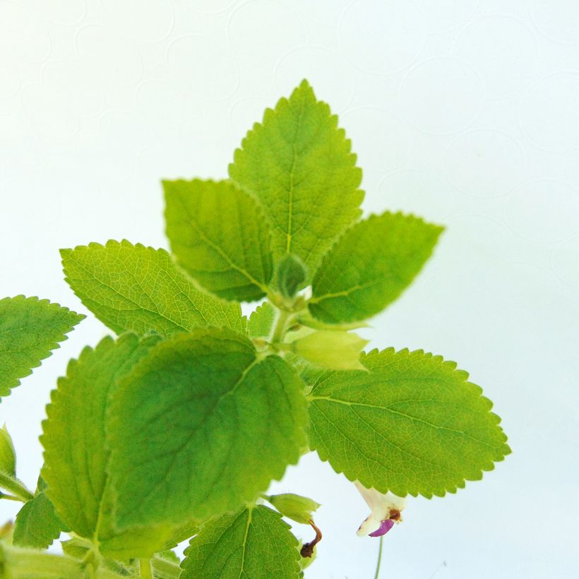 Mélitte - Melittis melissophyllum Royal Velvet (Feuillage)