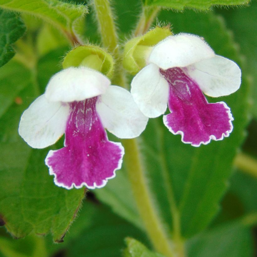 Mélitte - Melittis melissophyllum Royal Velvet (Floraison)