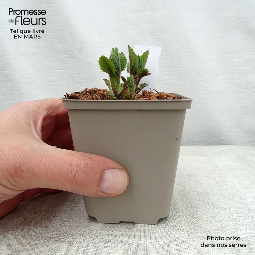 Spécimen de Mélitte - Melittis melissophyllum Royal Velvet Godet de 9cm tel que livré au printemps