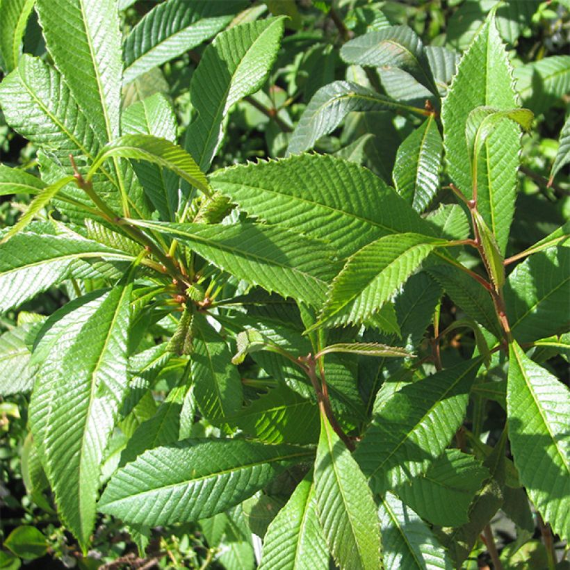 Meliosma cuneifolia subsp. cuneifolia (Feuillage)