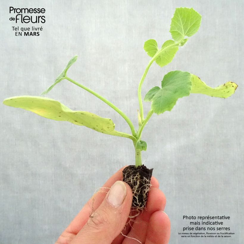 Spécimen de Melon Cyrano F1 en plants GREFFES BIO en mini-mottes tel que livré au printemps