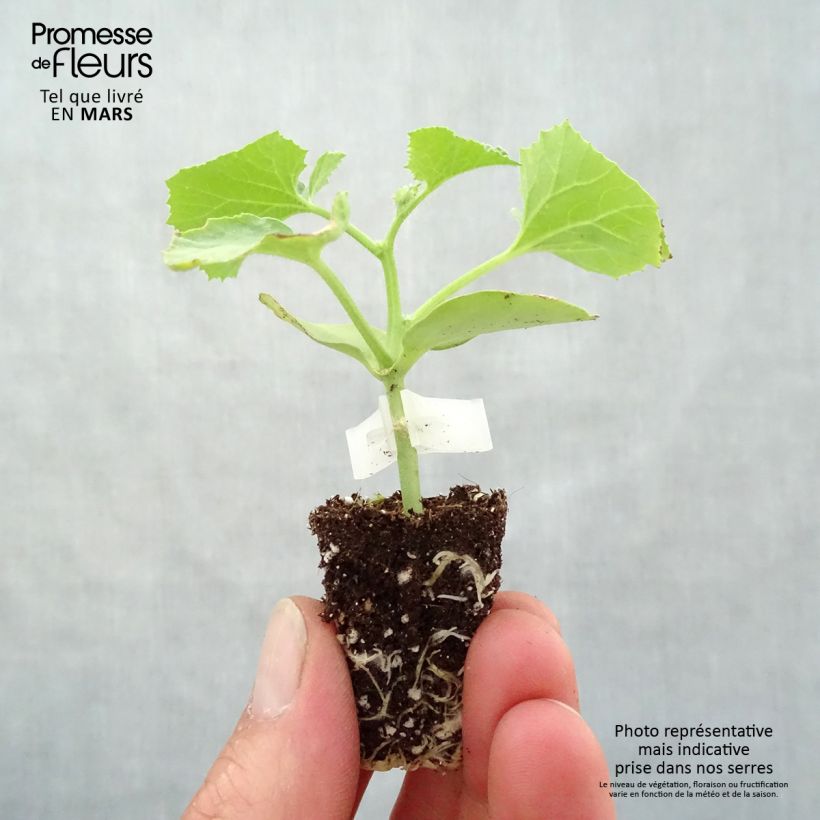 Spécimen de Melon Cyrano F1 GREFFE en plants Mini-motte Ø 3/4 cm tel que livré au printemps